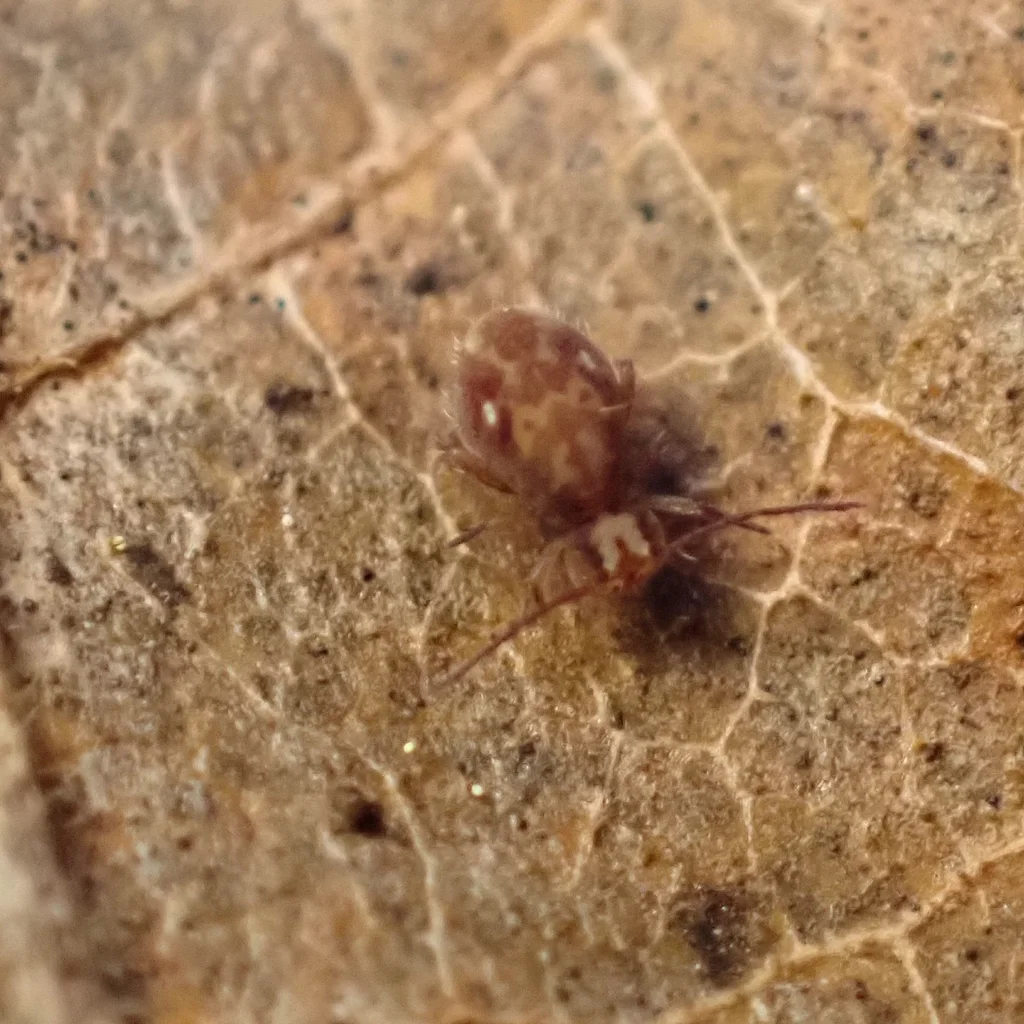 Small brown springtail on a leaf showing typical appearance homeowners may encounter