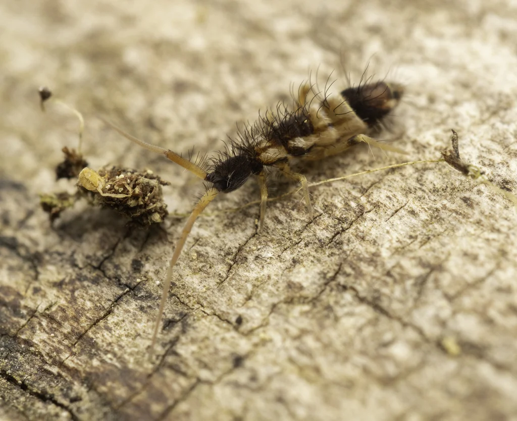 Elongate springtail with visible bristles on wood surface