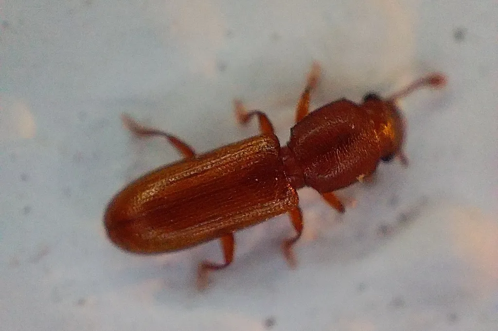 Square-necked grain beetle crawling, with its grooved wing covers and reddish legs visible