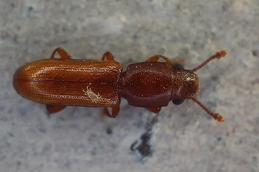 Top-down view of a square-necked grain beetle showing the boxy thorax with no saw-like teeth along its edges