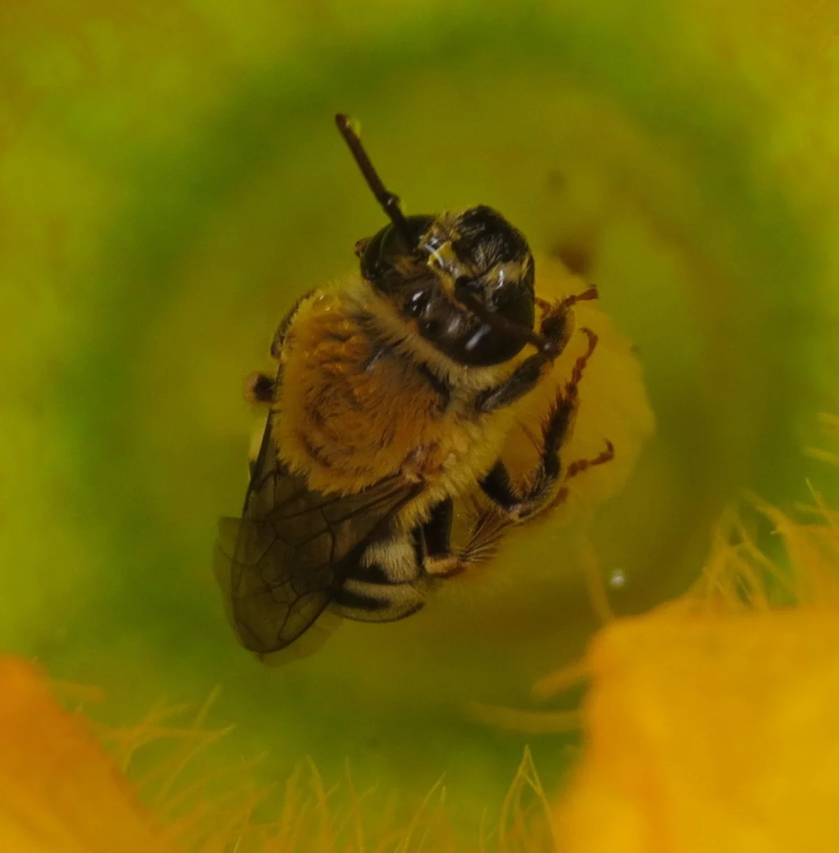 Squash bee tucked inside a yellow squash blossom