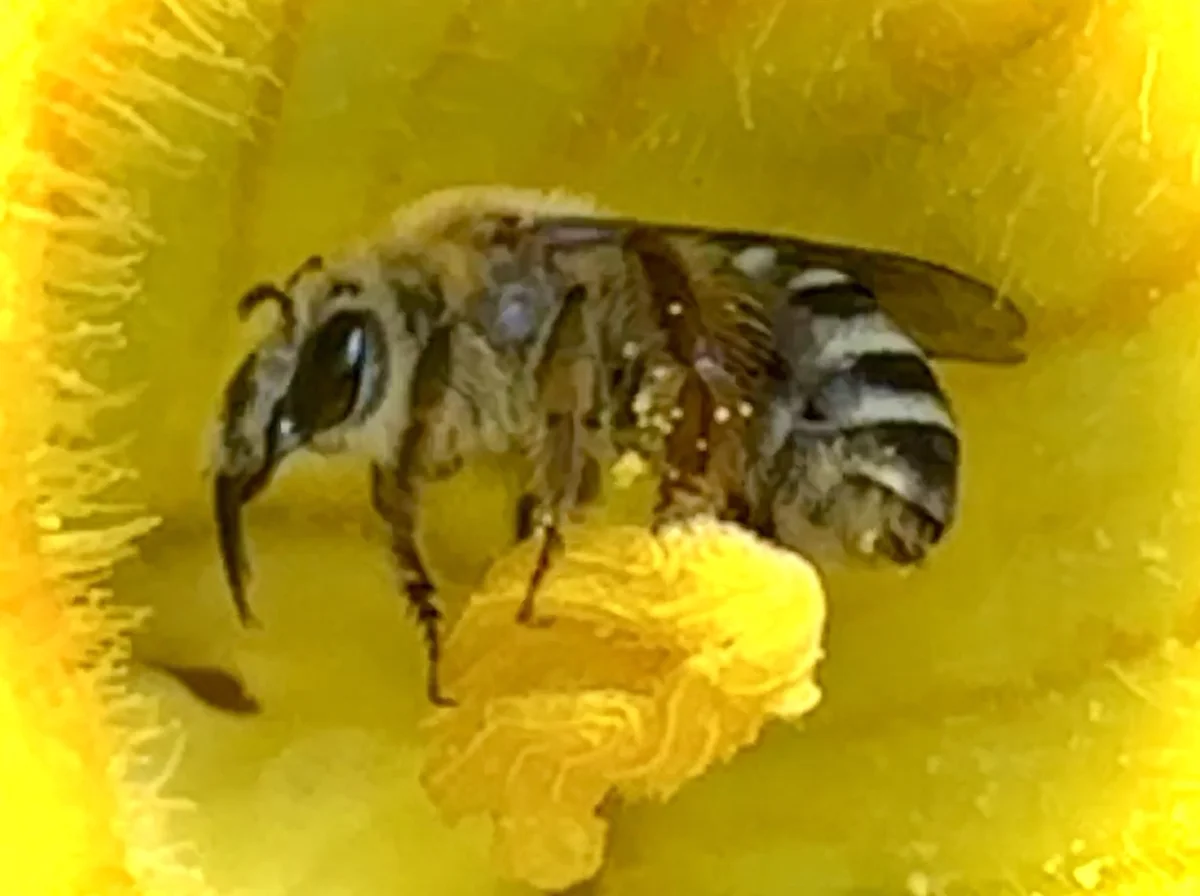 Squash bee foraging on squash flower pollen