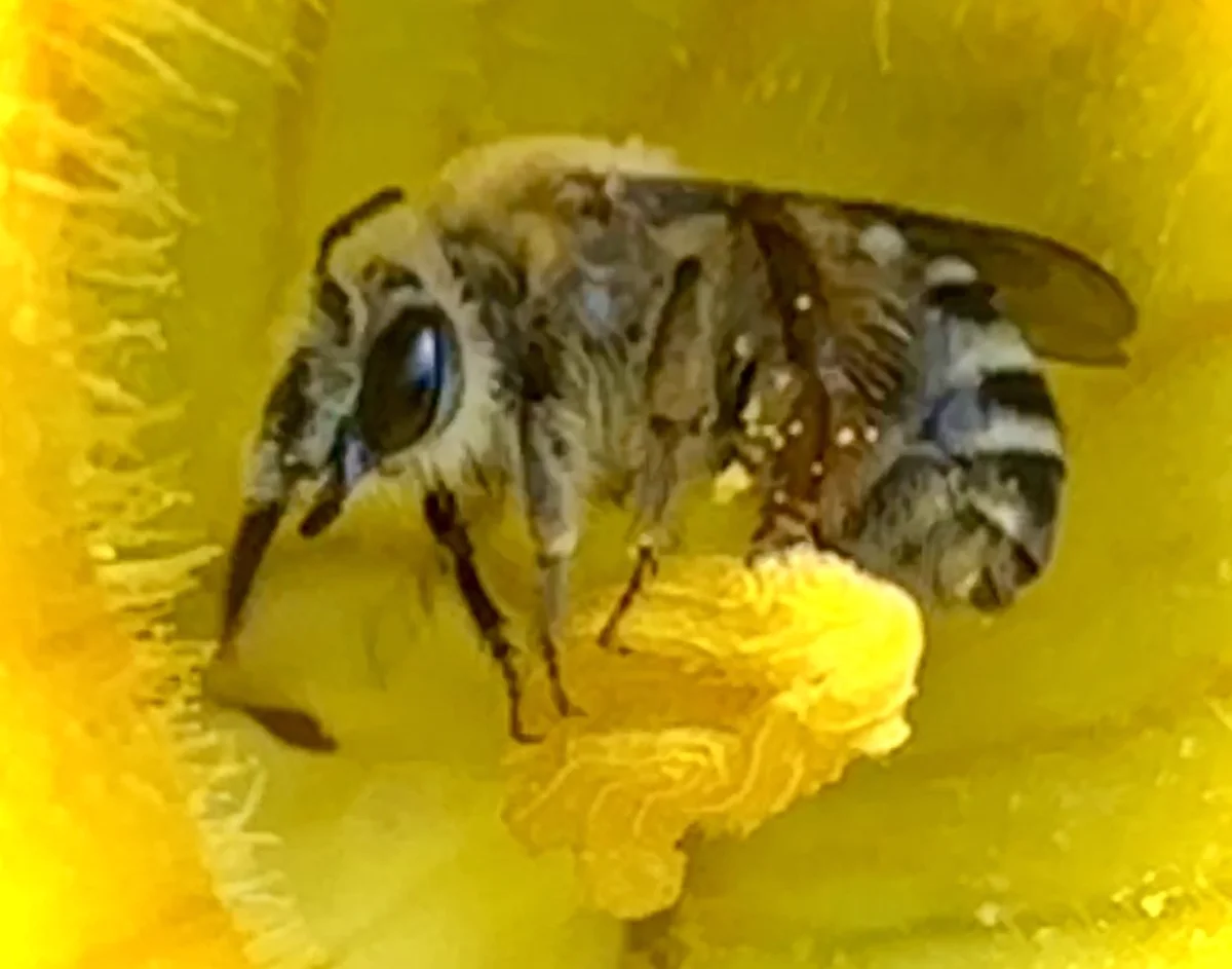 Close-up of squash bee showing facial features and striped abdomen