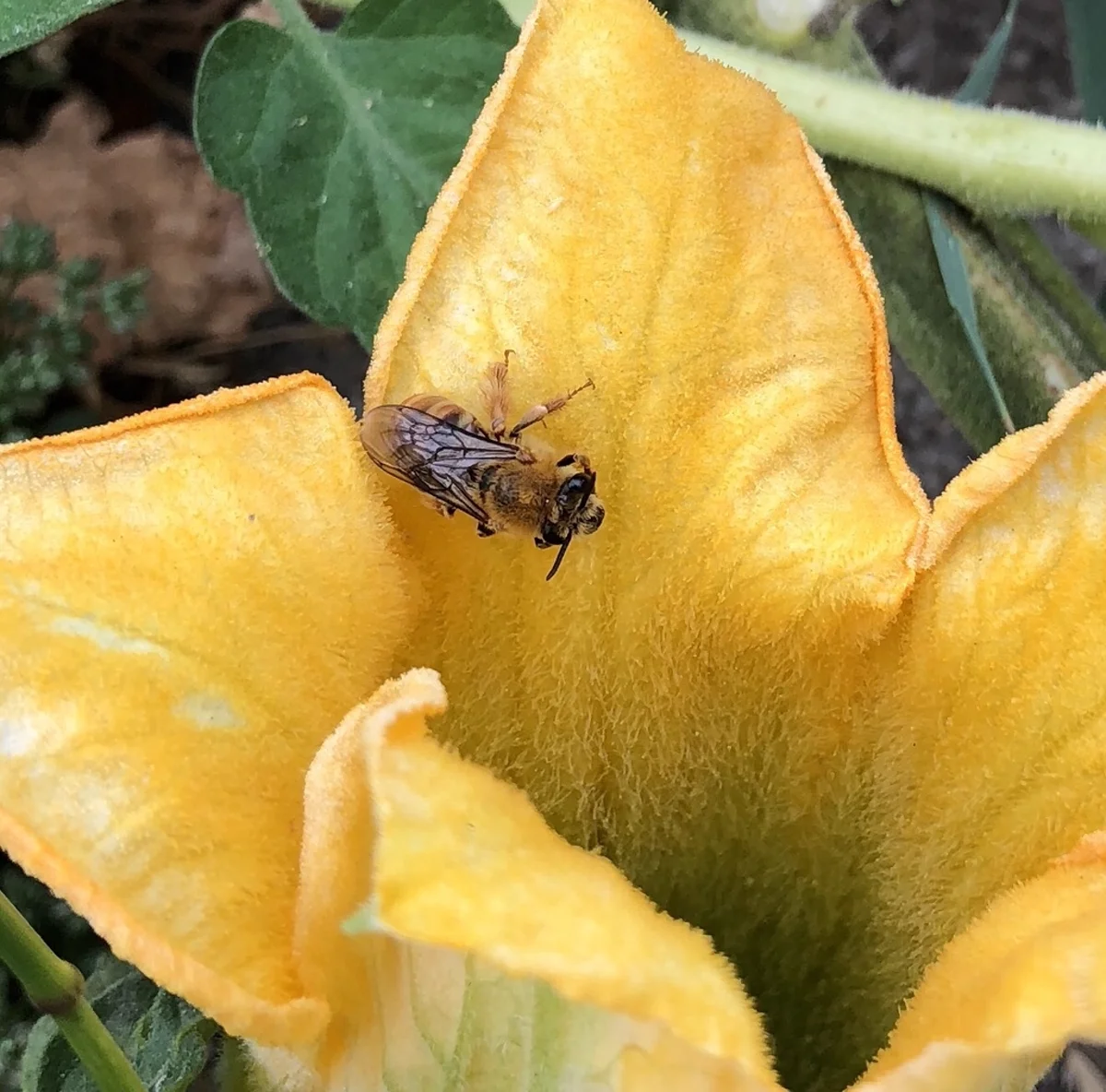 Squash bee visiting squash blossom in garden
