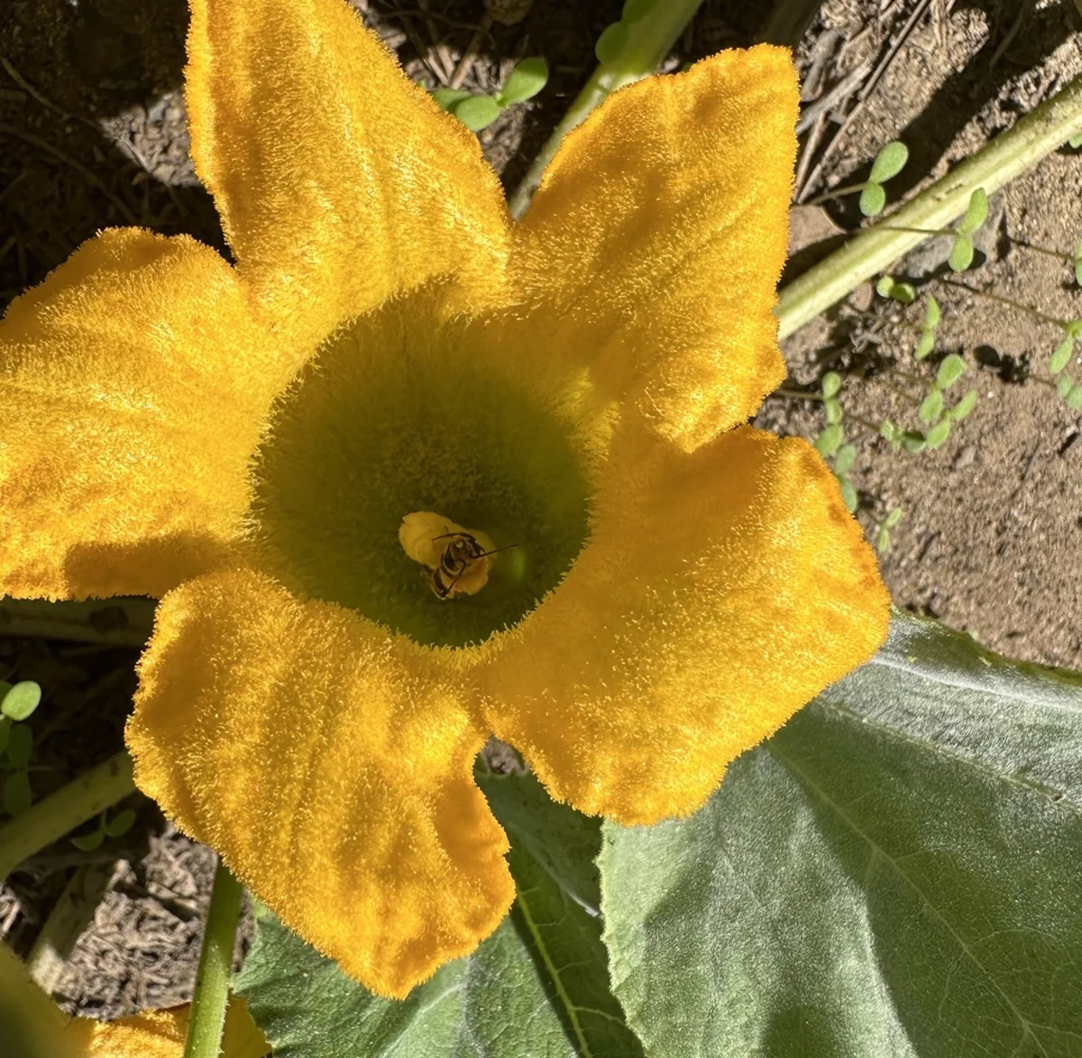 Squash bee collecting pollen from yellow squash flower