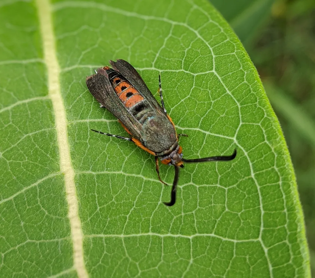 Side view of adult squash vine borer moth on a leaf showing dark forewings and orange-red abdomen markings