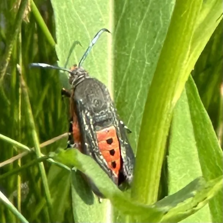Squash vine borer moth perched on grass blade displaying its wasp-like body shape and coloring