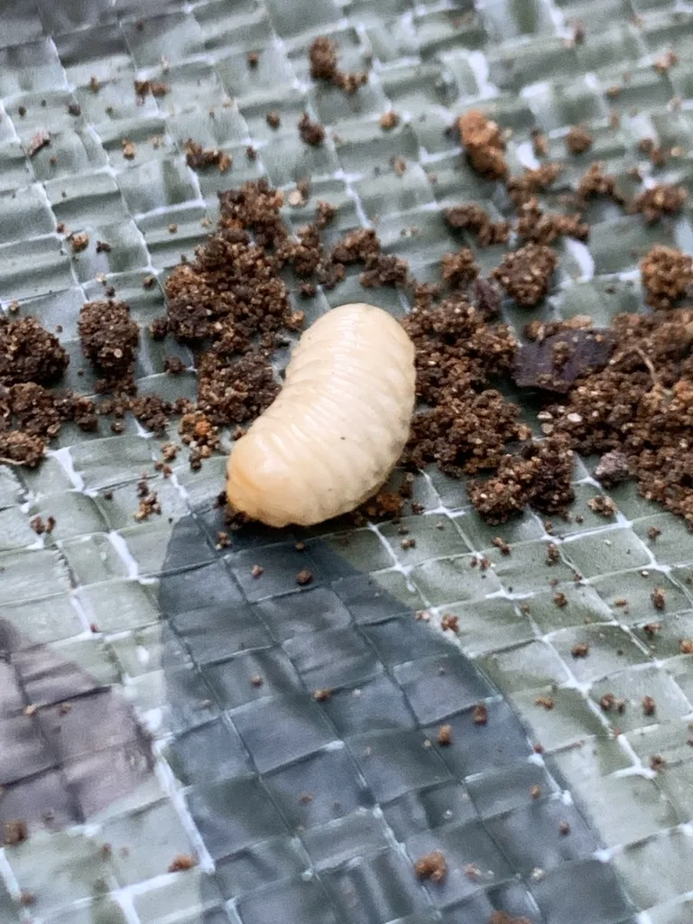 Squash vine borer larva showing cream-colored wrinkled body removed from vine stem