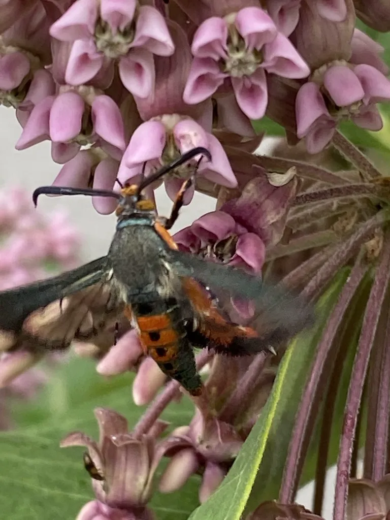Squash vine borer moth feeding on milkweed flowers with wings spread showing clear hindwings and orange abdomen