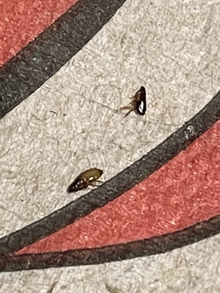 Two fleas on a patterned surface demonstrating their small size and flattened body shape