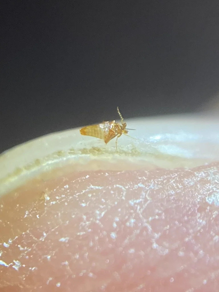 Flea on a human fingertip showing scale and size comparison