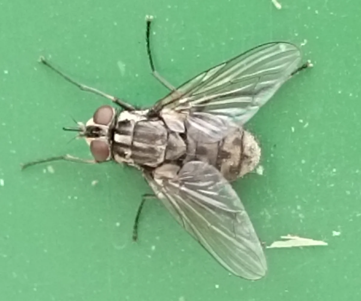 Stable fly resting on green surface showing body markings