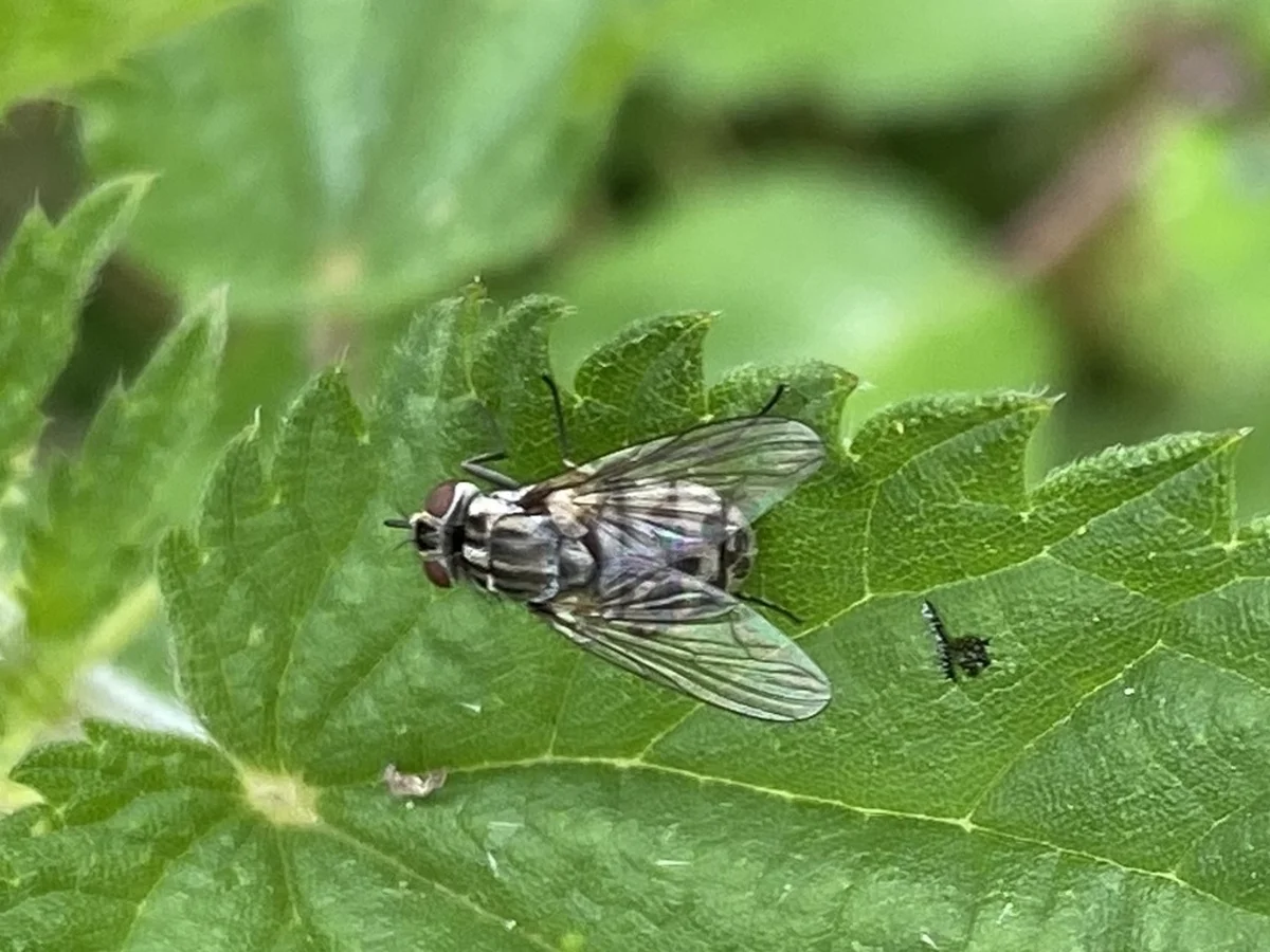 Stable fly on a leaf in natural outdoor setting