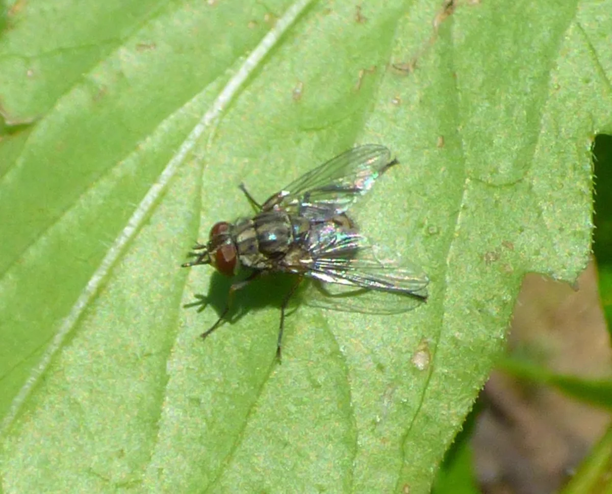 Stable fly perched on green foliage showing wing venation
