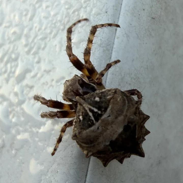 Dark brown star-bellied orbweaver on house siding with the pointed spines along the rear edge of its abdomen visible