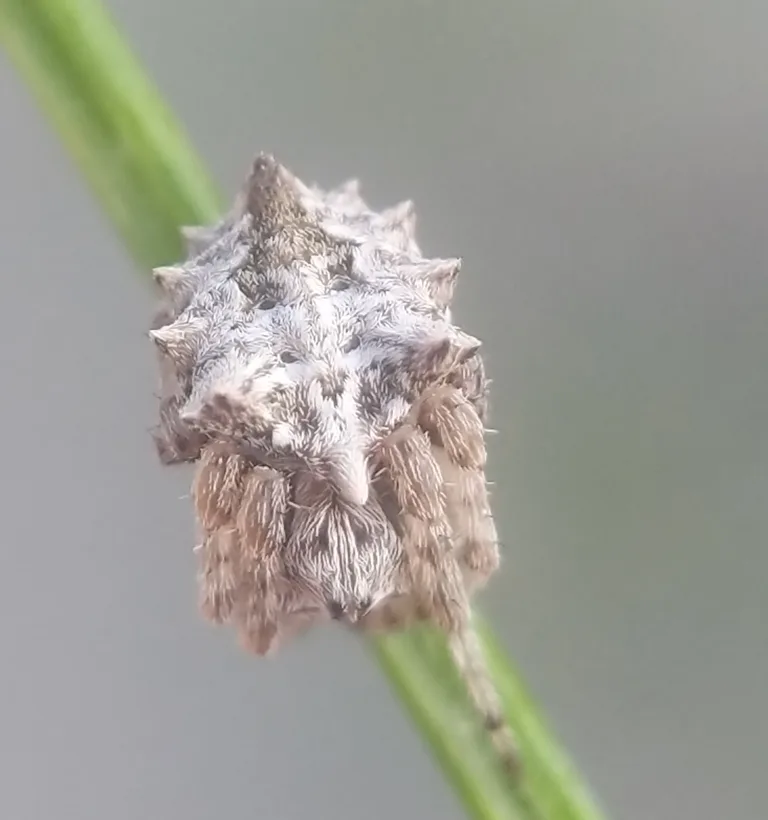 Gray star-bellied orbweaver curled up on a grass stem with its legs tucked in, looking like a burr or plant bit