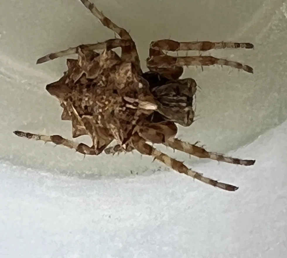 Mottled brown star-bellied orbweaver with banded legs resting on a white surface
