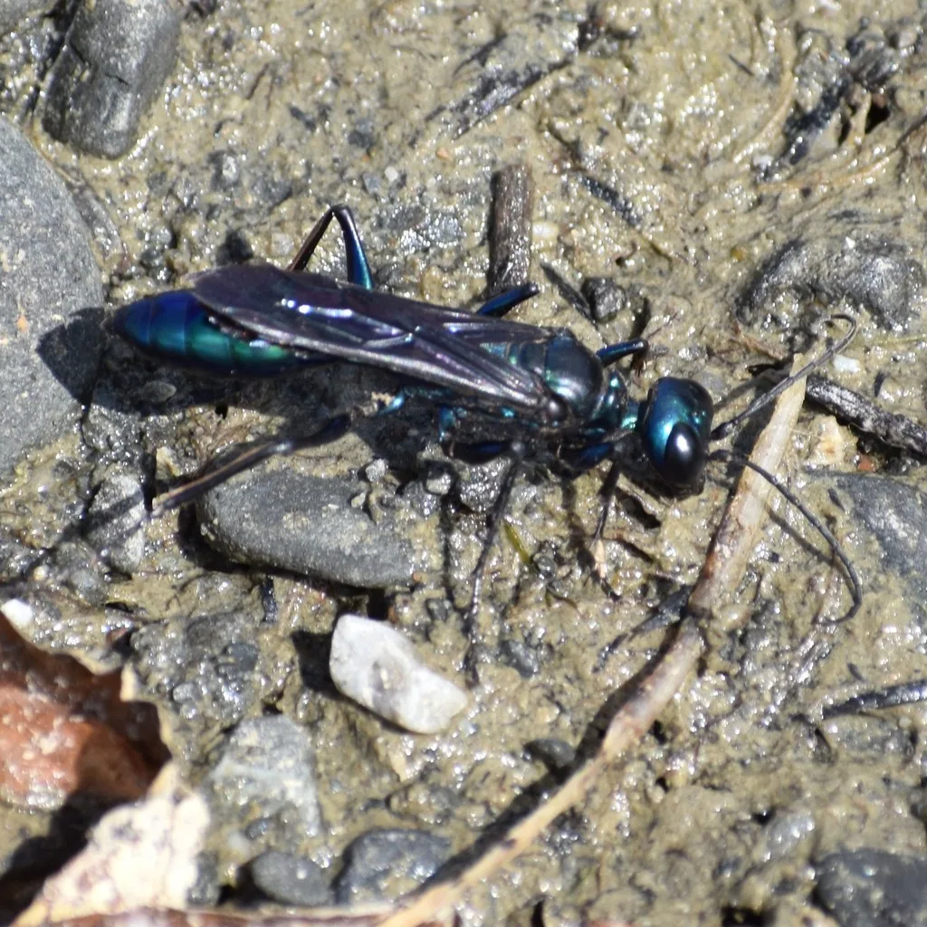 Side view of a steel-blue cricket hunter on gravel showing its blue-green sheen and thin waist