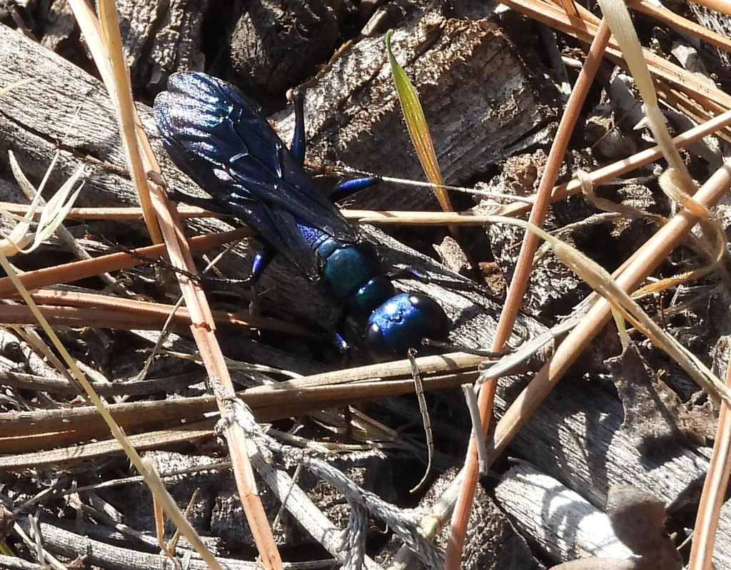Steel-blue cricket hunter searching through dry twigs and leaf litter for crickets