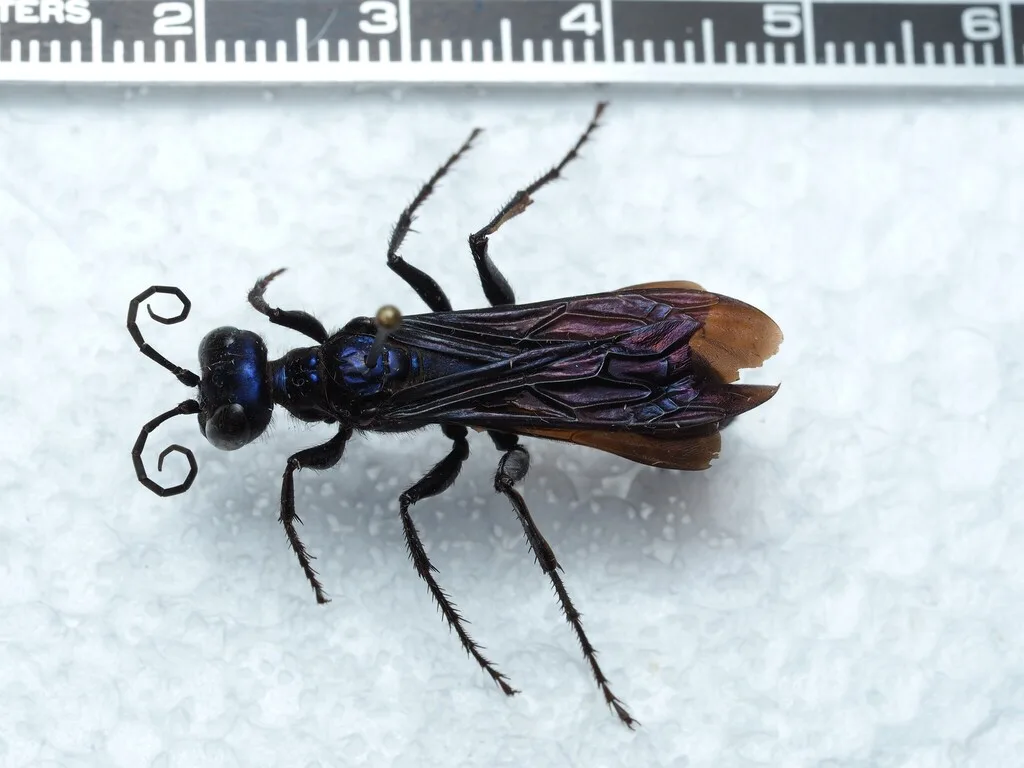 Pinned steel-blue cricket hunter specimen showing its metallic blue body, long spiny legs, and amber-tipped wings