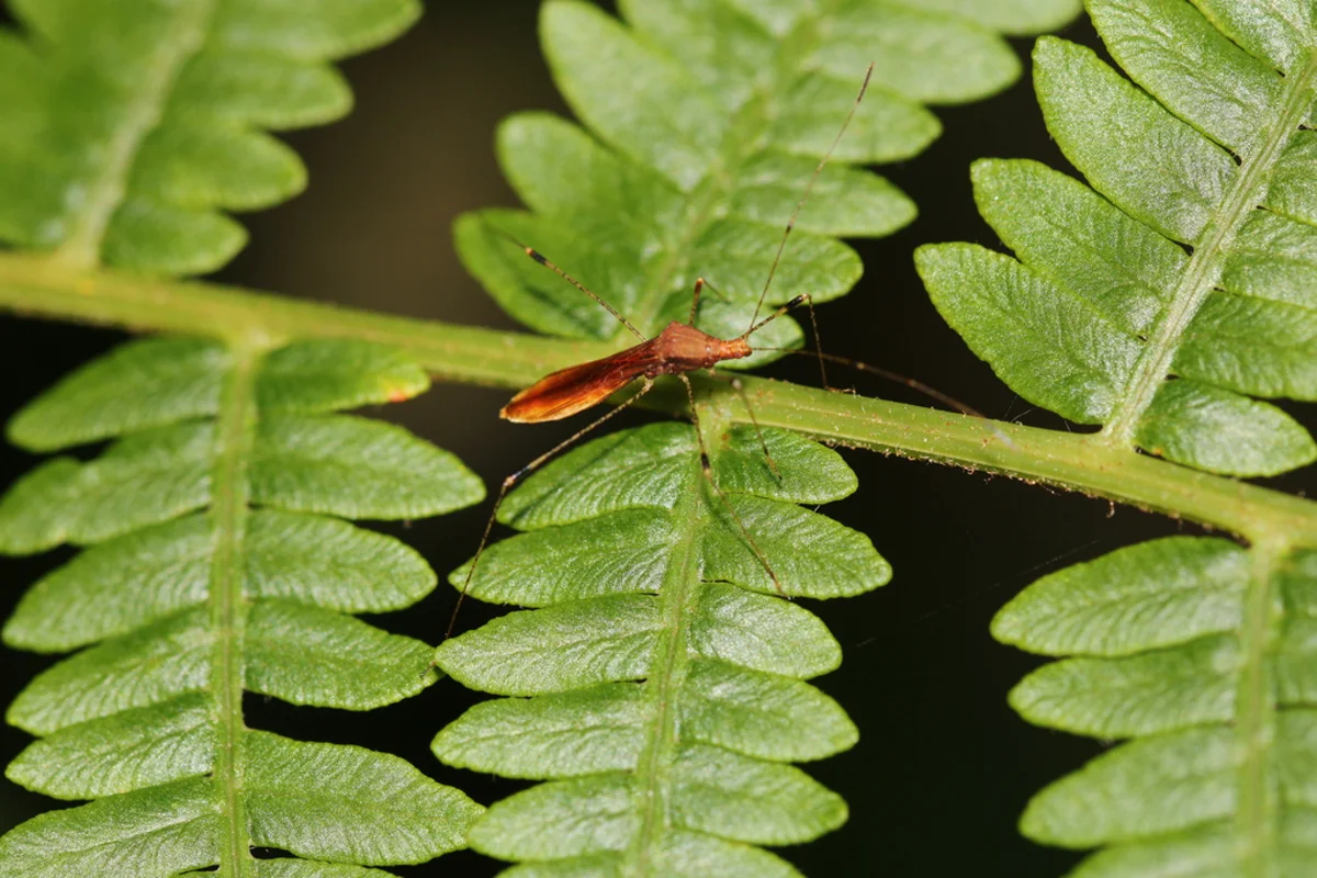 Stilt bug resting on a fern leaf showing its reddish-brown coloring
