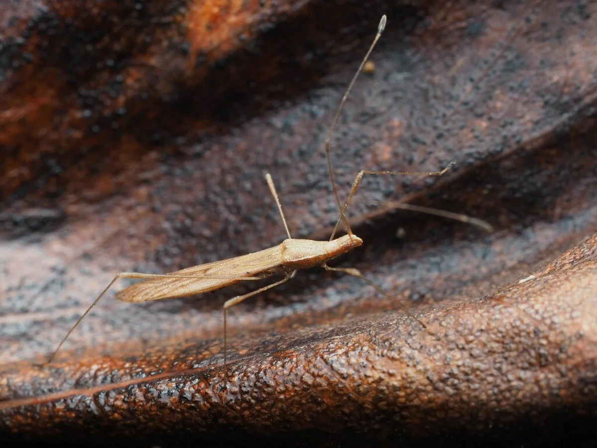 Close-up of a stilt bug on a dried leaf displaying its slender body shape
