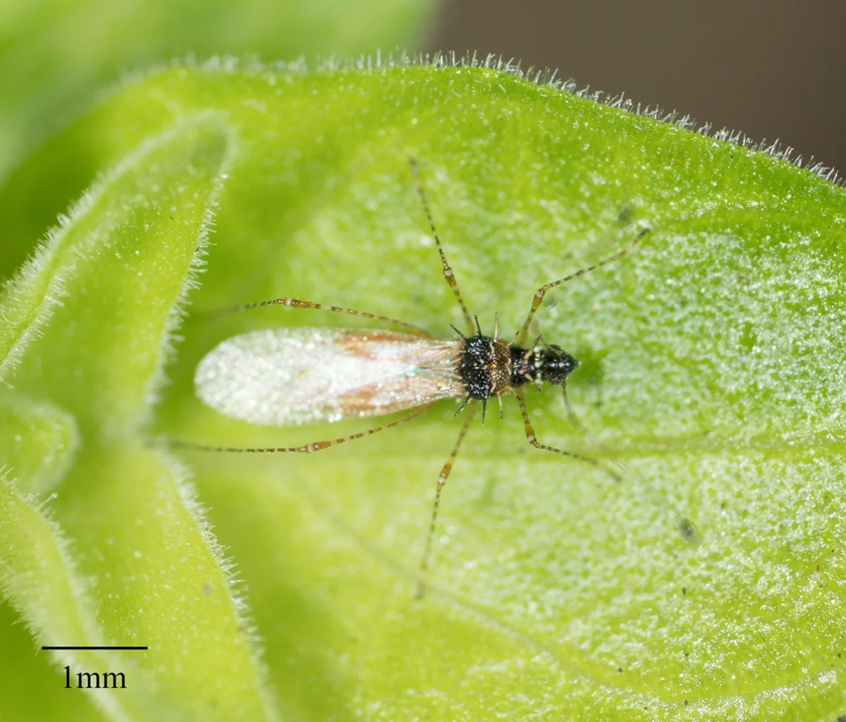 Stilt bug on green foliage showing its long antennae and legs