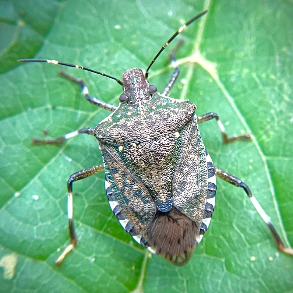 Brown marmorated stink bug