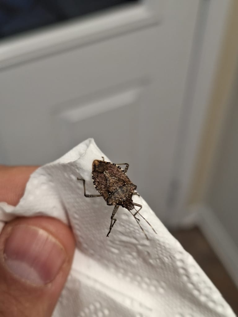 Stink Bugs photo 1