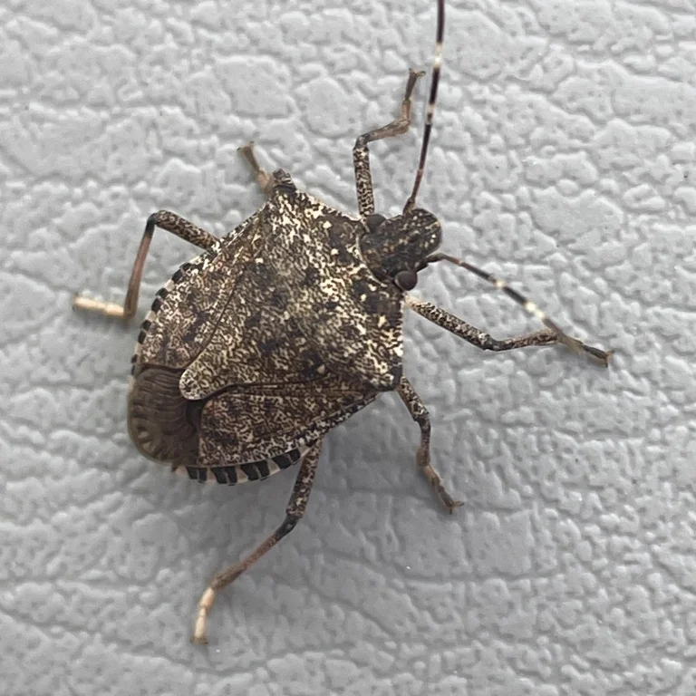 Adult brown marmorated stink bug on a textured exterior surface in early fall