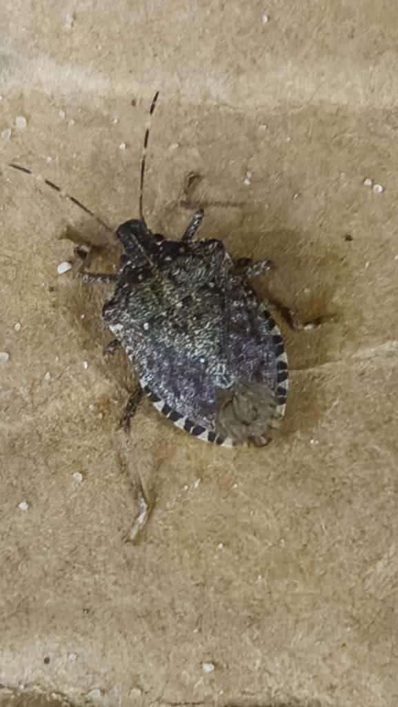 Stink Bugs photo 2