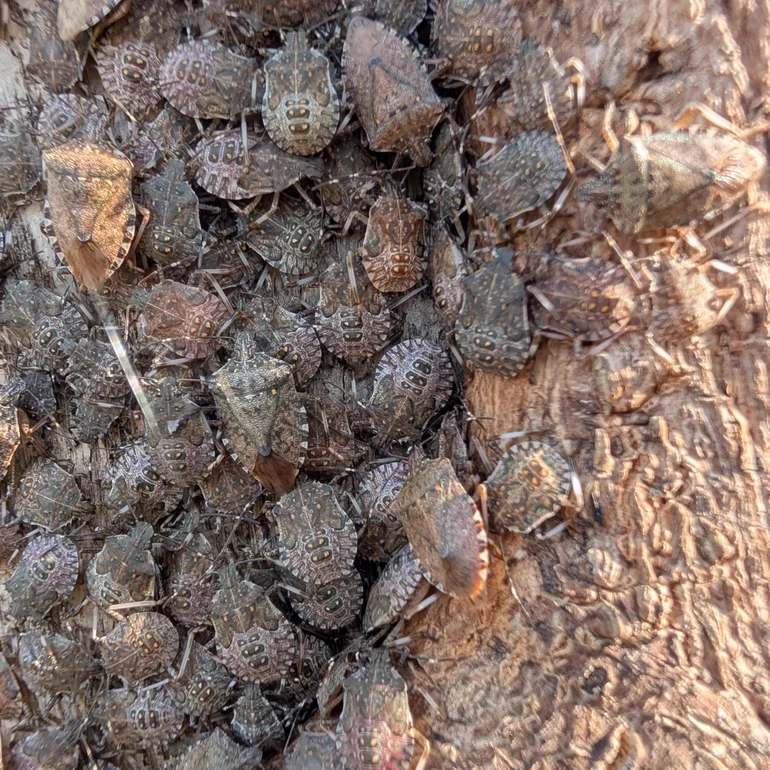 Cluster of overwintering stink bugs gathered together in a sheltered spot