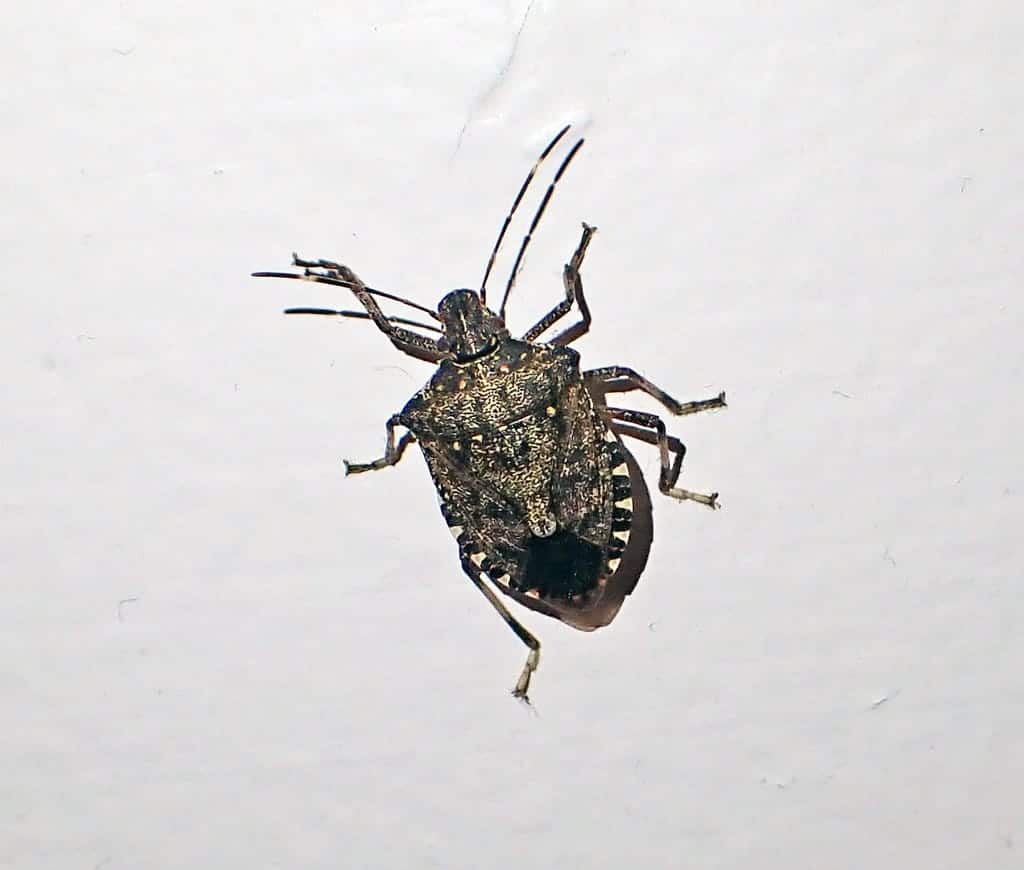 Stink Bugs photo 3