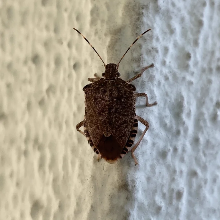 Stink bug climbing a window frame on a spring morning