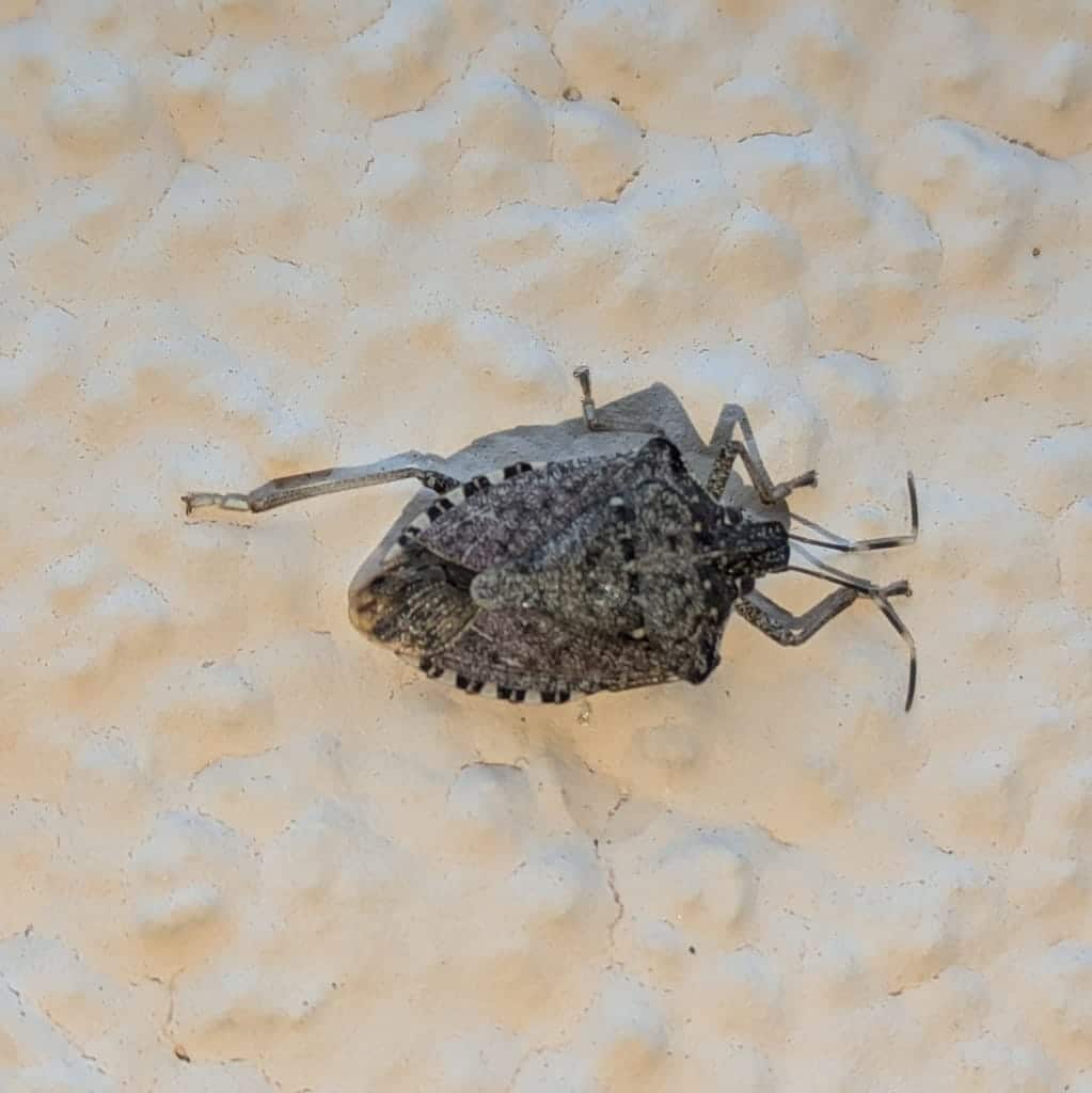 Stink Bugs photo 4