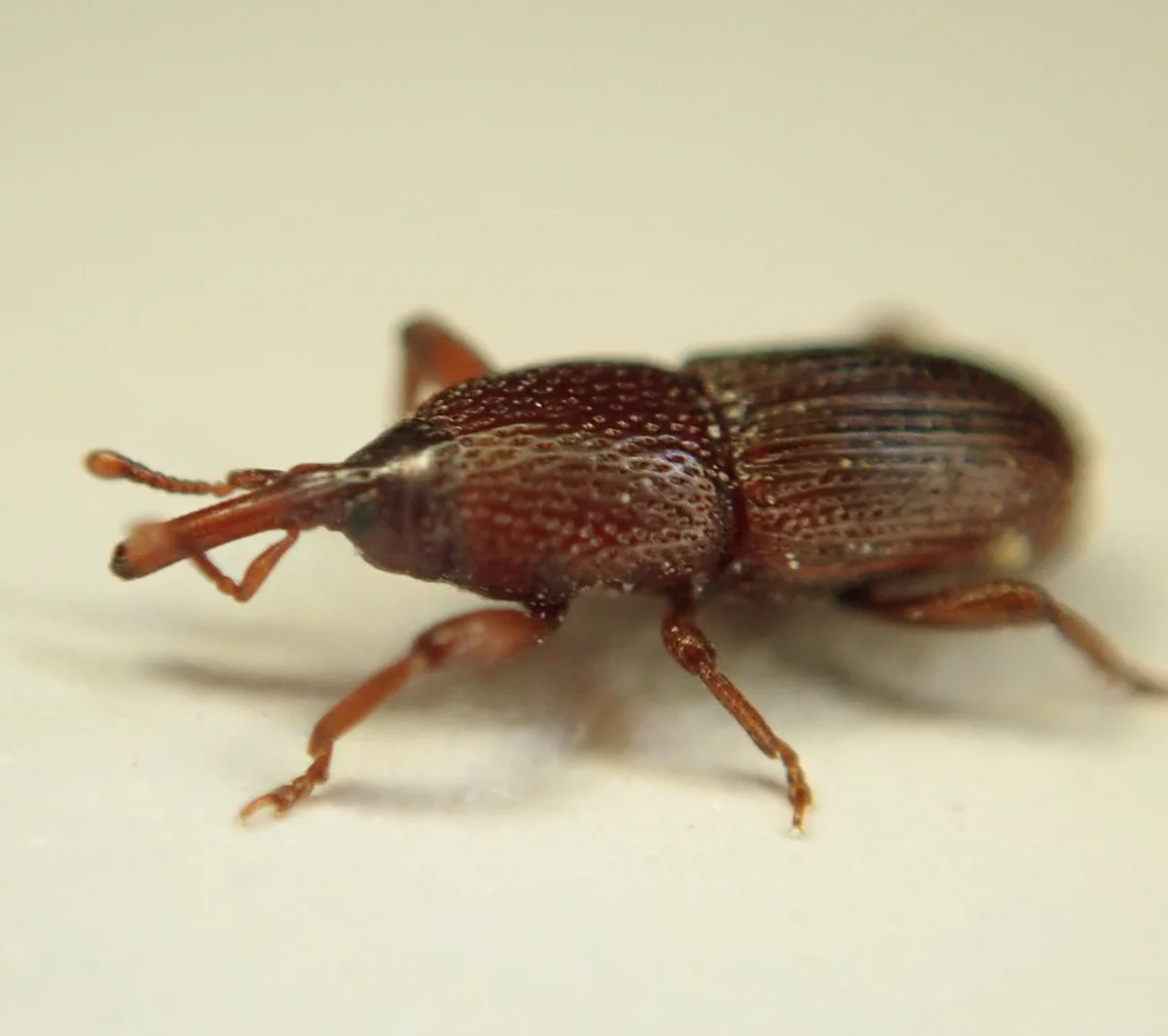 Wheat weevil, a common host for straw itch mite parasitism