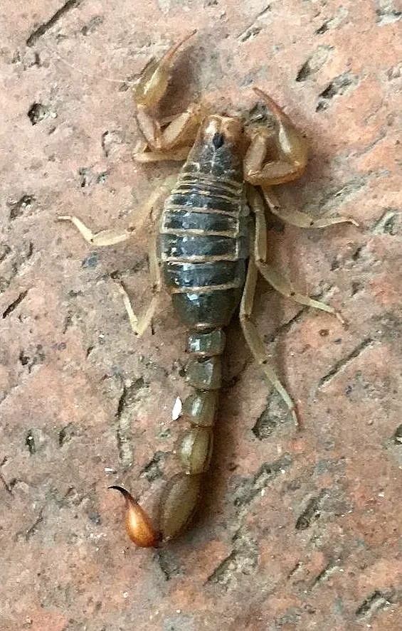 Stripe-tailed scorpion on a stone surface showing dark body segments and ridged tail