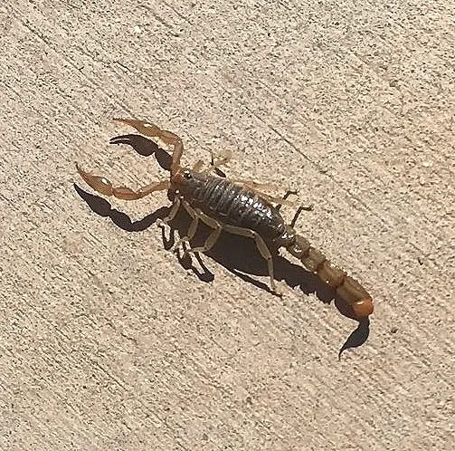 Side view of a stripe-tailed scorpion walking across a concrete surface