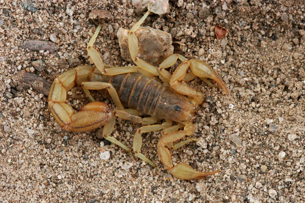 Stripe-tailed scorpion resting on sandy desert ground in its natural habitat