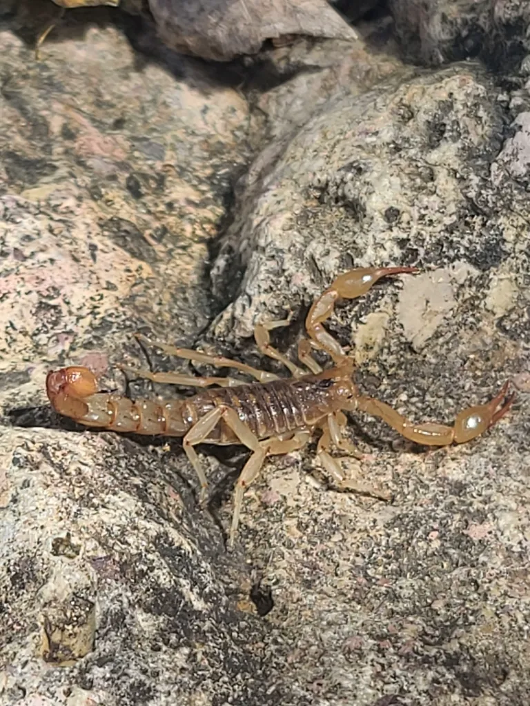 Stripe-tailed scorpion on a rocky outcrop in the Sonoran Desert