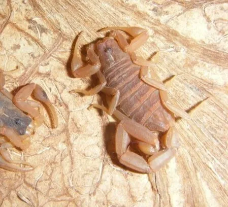 Striped bark scorpion resting on tree bark in its natural habitat