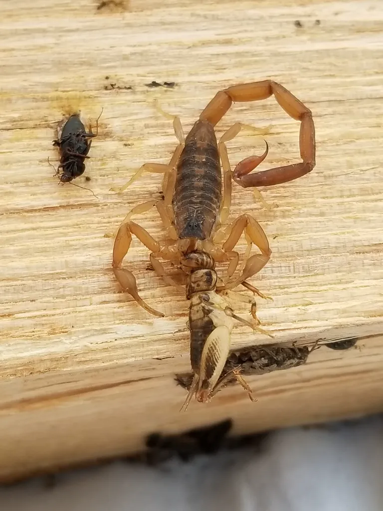 Striped bark scorpion feeding on prey on a wooden surface