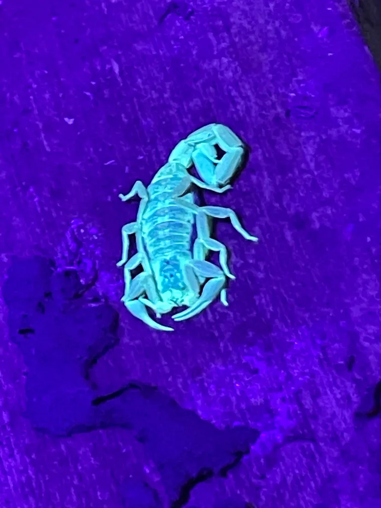 Striped bark scorpion glowing blue-green under ultraviolet blacklight