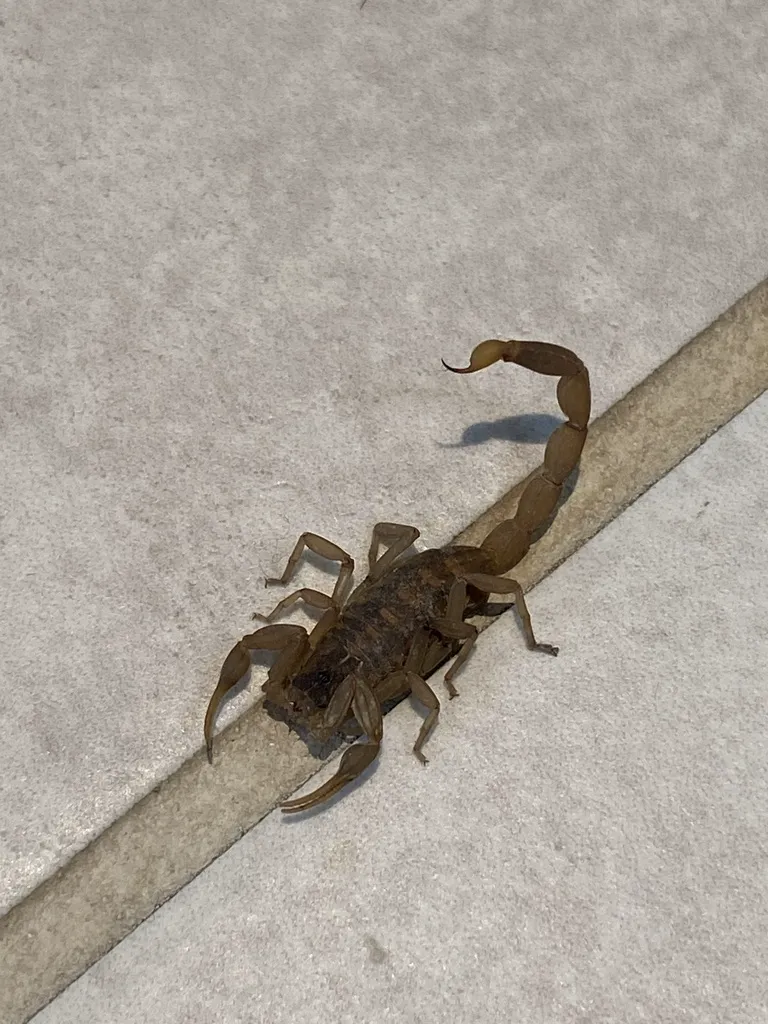 Striped bark scorpion walking across a concrete surface near a home