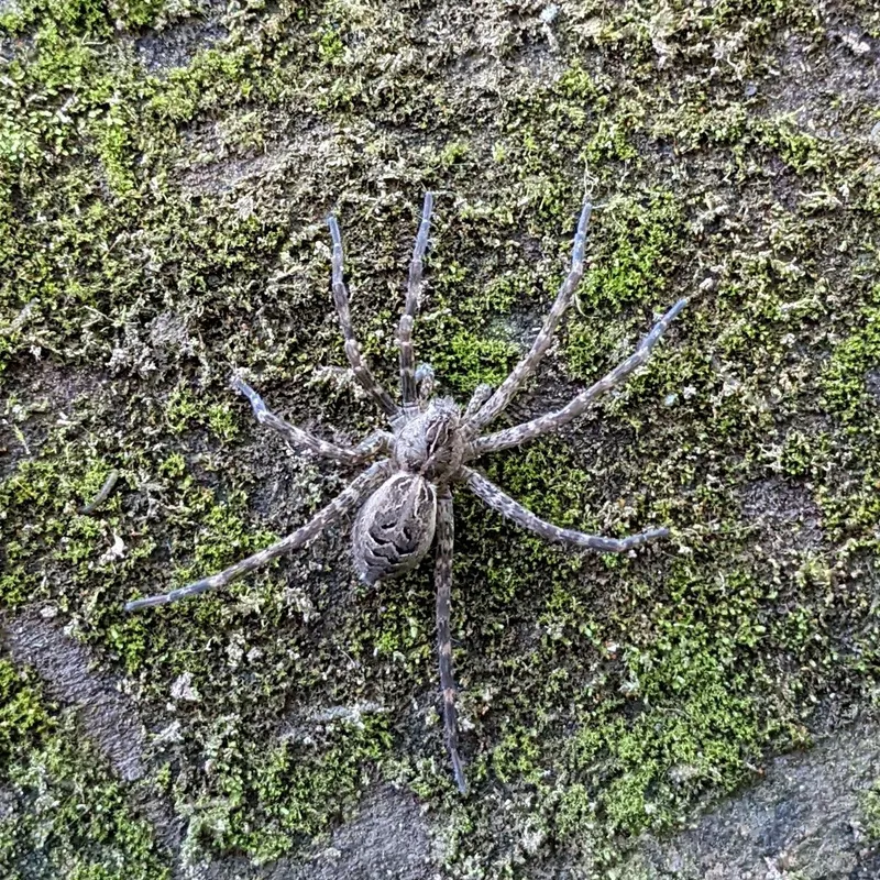 Striped fishing spider on a moss-covered rock, its gray-brown body blending into the stone
