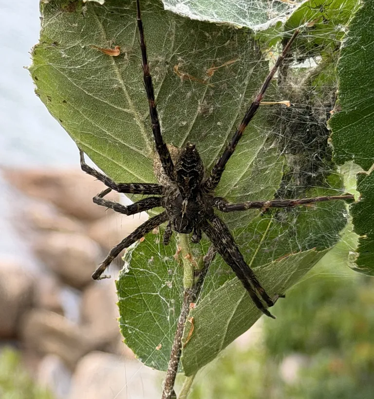 Female striped fishing spider guarding her silk nursery web built across a folded leaf near a rocky shore
