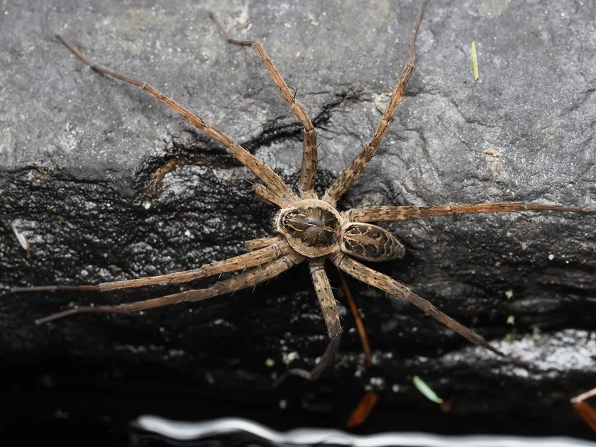 Striped fishing spider resting on a streamside rock at night with its legs spread flat