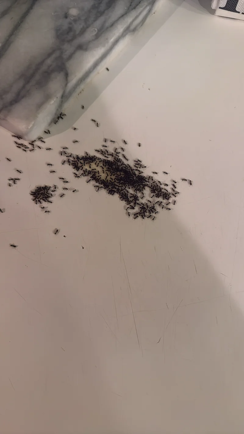 Cluster of sugar ants gathered on a kitchen counter