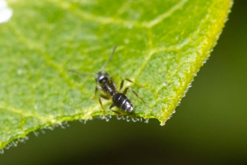 Sugar ant on the edge of a leaf showing typical foraging behavior