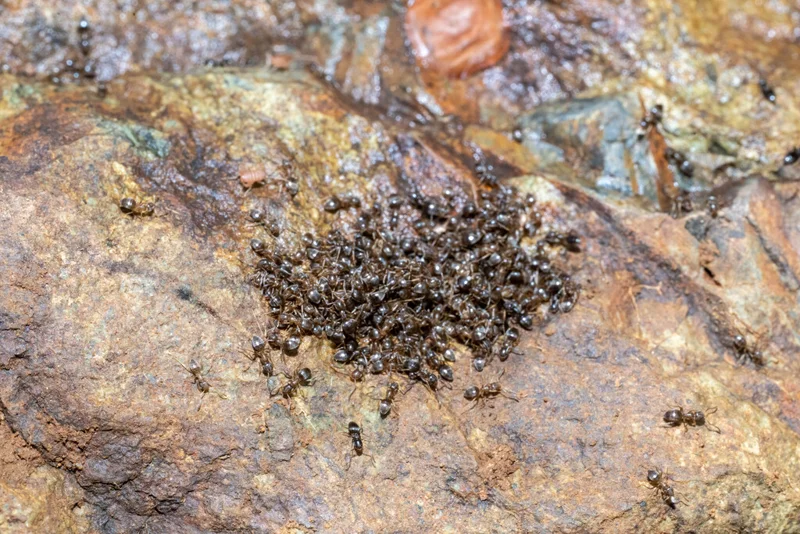 Group of sugar ants clustering together near a food source